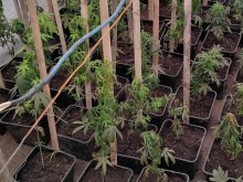 Домашна оранжерия за марихуана разкриха служители на пловдивската дирекция на МВР