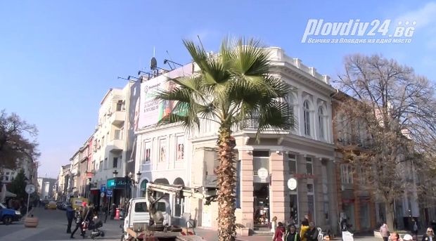 Подготвят палмите в Пловдив за зимата видя репортер на Plovdiv24 bg Както