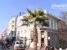 Подготвят палмите в Пловдив за зимата