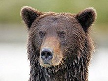 Мечка изяде две кози в центъра на село