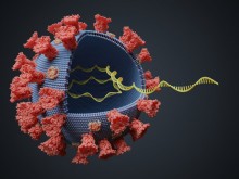 Ботсванскатa мутация на COVID-19: Най-значимият вариант, с който сме се сблъсквали досега