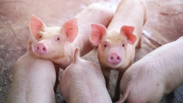 НАП обяви публичен търг за продан на оборудване от свинекомплекса