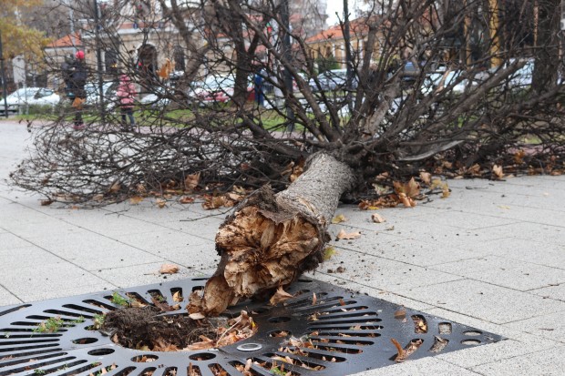 Дърво се строполи върху тротоар в самия център на Пловдив