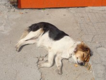 Отнеха шест песа от собственичката им в Асеновград