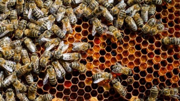 Пчеларите могат от днес да подават заявления за обезщетения заради