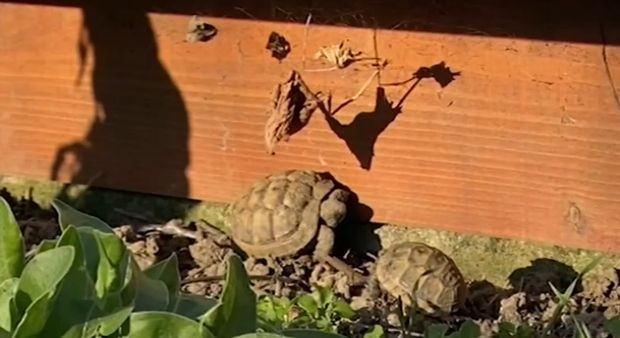 Лечебница за ранени костенурки ще бъде изградена в бургаското село