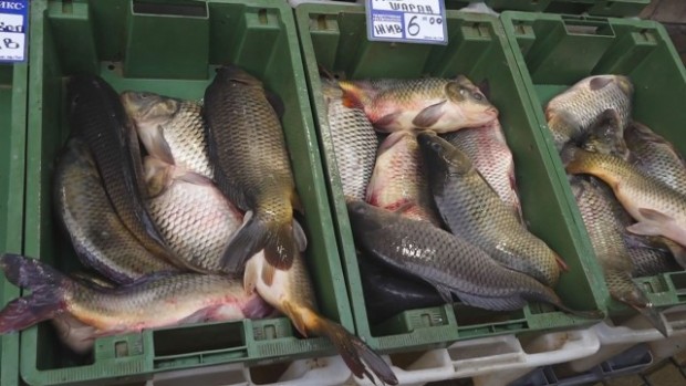 Няма скок в цената на рибата в Бургас   Днес вече