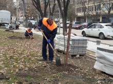 Засадиха ново борче на мястото на отсеченото на бул. "Васил Априлов"