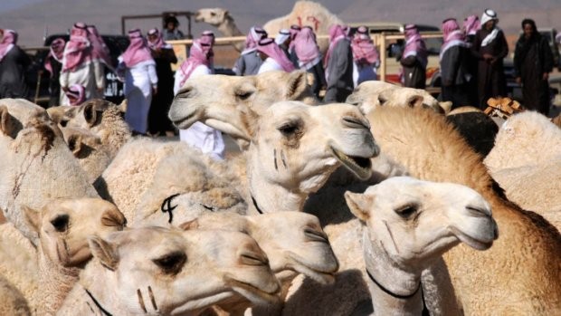 Десетки камили бяха спрени от участие в конкурс за красота