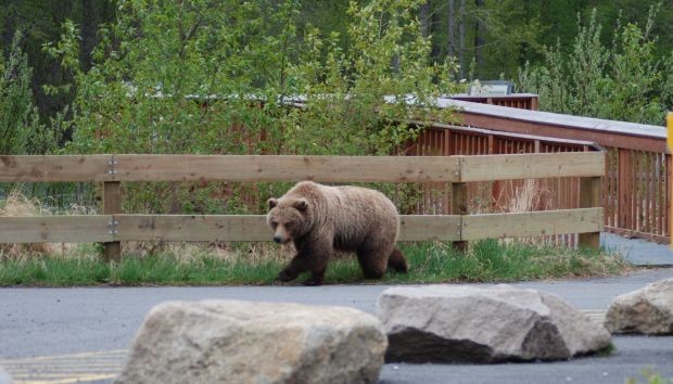 Домашни животни са убити след нападение на мечка в тетевенска