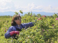 Какво пише в новата оперативна програма за розопроизводителите?