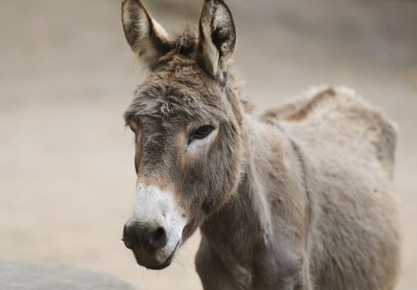 23 магарета са спасени за няколко от неправителствена организация чиято