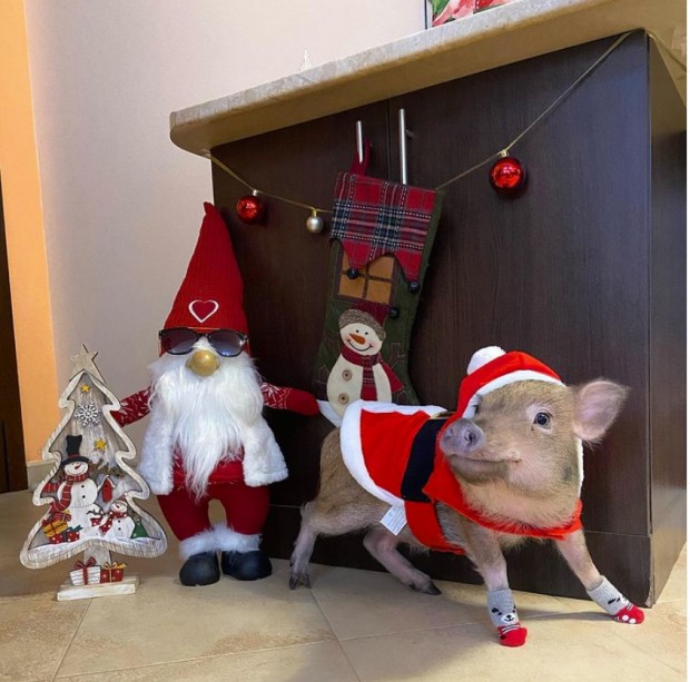 Необикновена история за прасето което оживя след Коледа Неговото