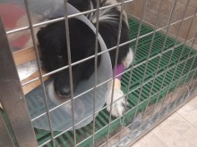 Пострадалото куче в Мало Конаре вече е оперирано и се възстановява