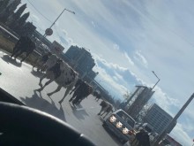 Из мрежата: Столичният булевард "Брюксел" е с най-добрата трева за вашите крави!