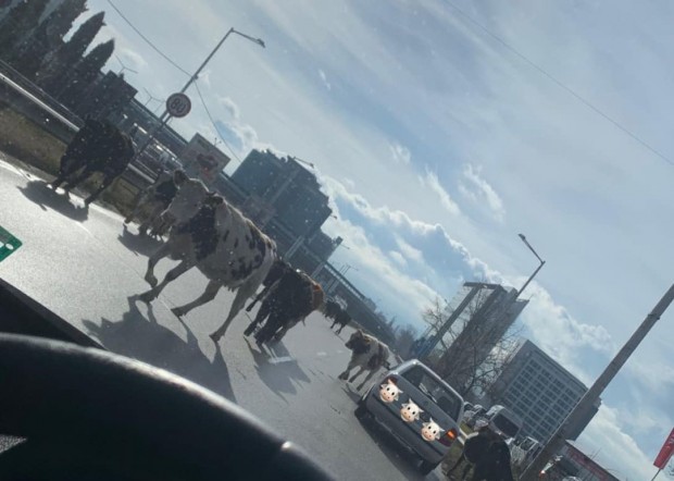 Случката със свободно преминаващите крави по булевард Брюксел в София
