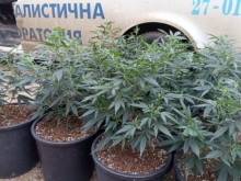 Криминалисти неутрализираха наркооранжерия