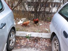 София заприлича на селски двор - "свободни" кокошки се разхождат из кварталите