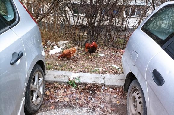 София буквално заприлича на курник Стотици кокошки кръстосват безпризорно улиците Снимка