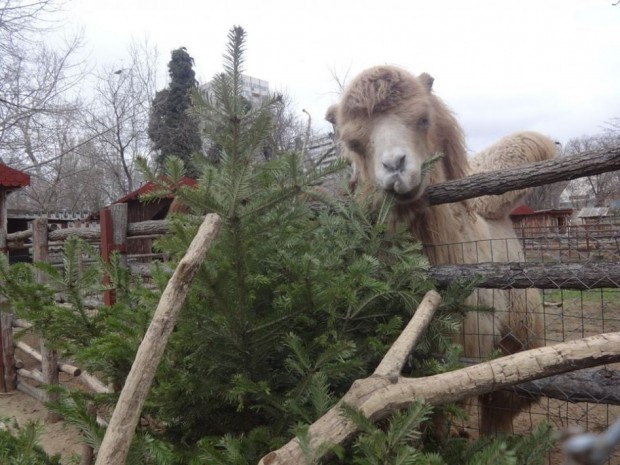 Зоопаркът във Варна по традиция организира кампанията Второ приложение на