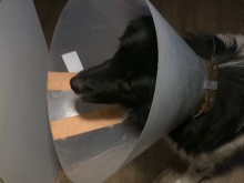 Кучето, прегазено в Мало Конаре на Бъдни вечер, намери приемен дом