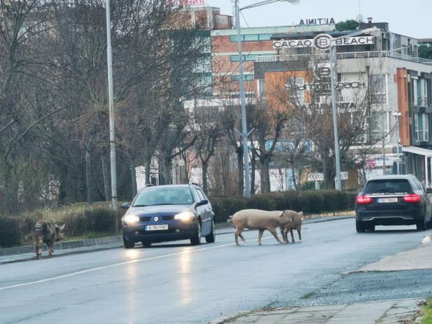 Три прасета се разходиха по улиците на Слънчев бряг за