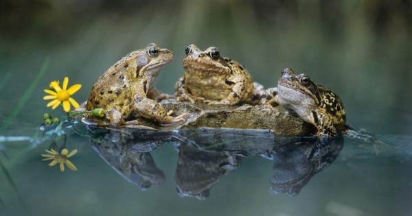 Бразилски учени откриха нов вид дъждовна жаба в труднодостъпен район в Източна