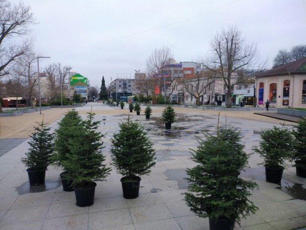 Най новата инициатива на Община Бургас за засаждане на коледна горичка