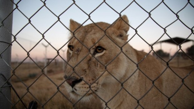 Лъвове и пуми в зоопарк в РЮА са преболедували от