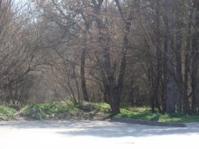 Парк "Лаута" чака, влачат го в съда