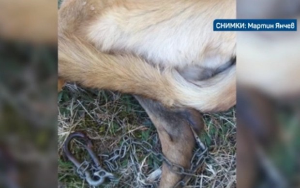 Нов случай на жестокост към животни  Зрители на bTV сигнализираха за оковано