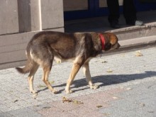 Защитници на животните хранят бездомните кучета на площада