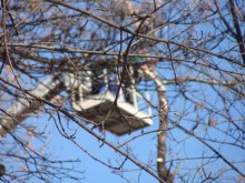Затруднено придвижване по "Родопи" заради оформяне на дървета