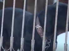 Ротвайлер отхапа част от лицето на жена, тя е с опасност за живота и се нуждае от кръв