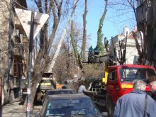 Ограничават трафика по "Авксентий Велешки" заради подкрастряне на дървета