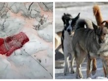 Бездомни кучета разкъсаха 7-годишно момиченце