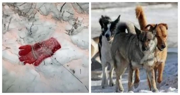 В Забайкалското село бездомни кучета са нахапали до смърт седемгодишно