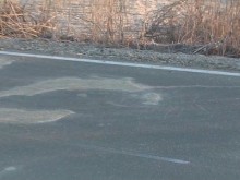 Полицията разследва тежко убийство на млада жена