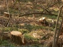 С мобилни камери борят незаконната сеч в Пловдивско