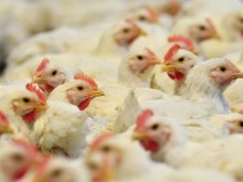 Потвърдено е огнище на птичи грип във ферма до село Брод