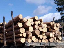 Засякоха незаконен дърводобив в Пловдивска област