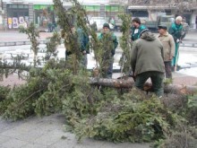 Баба от Белащица подарява коледната елха на Пловдив