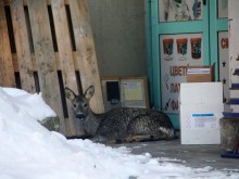 Родопчанин се натъкна на нещо, което не се вижда всеки ден