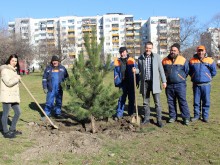 Над 250 нови дървета в Пловдив от началото на годината