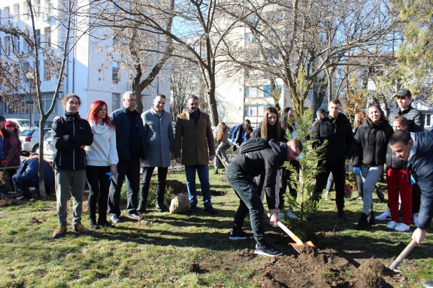 Красиви иглолистни дръвчета засадиха единайсетокласници от Хуманитарната гимназия Св. св.