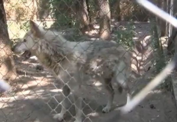 Вълк ухапа дете в парк Кенана край Хасково твърдят роднини