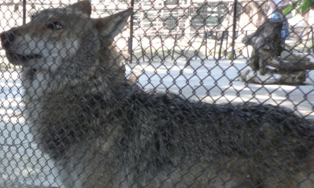 Избягалият от зоопарка на Кенана в Хасково вълк е заловен