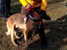 4 са децата нахапани от куче в Южния парк, все още не е ясна съдбата на животното