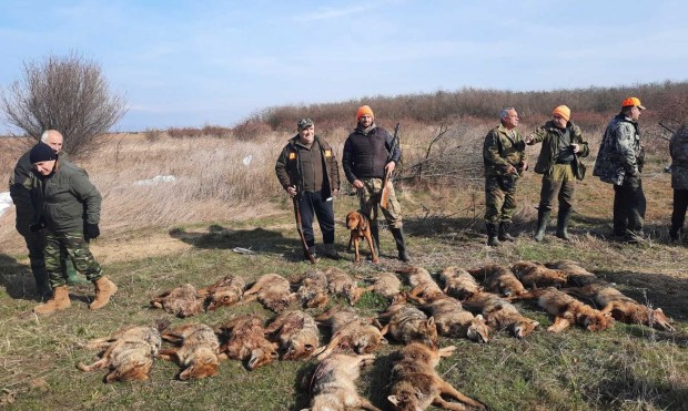 25 чакала бяха отстреляни край Пловдив Ловът на вредния дивеч се е