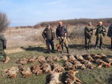 Ловци разгромиха армия от чакали край Пловдив
